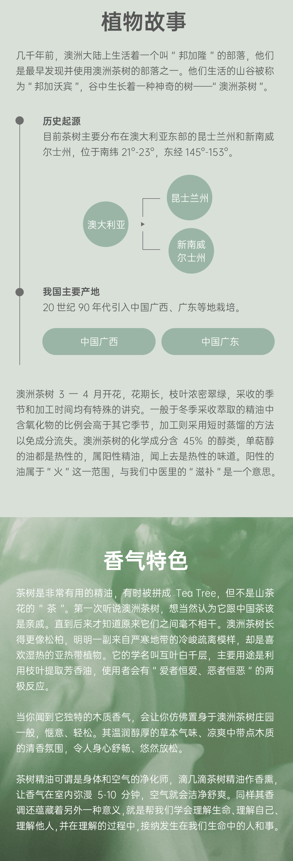 茶树详情页备案2_02.png
